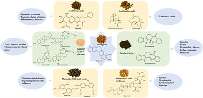 Several major herb pairs containing Coptidis rhizoma: a review of key traditional uses, constituents and compatibility effects